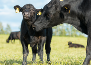 Cow-Calf Workshop | August 28, 2025
