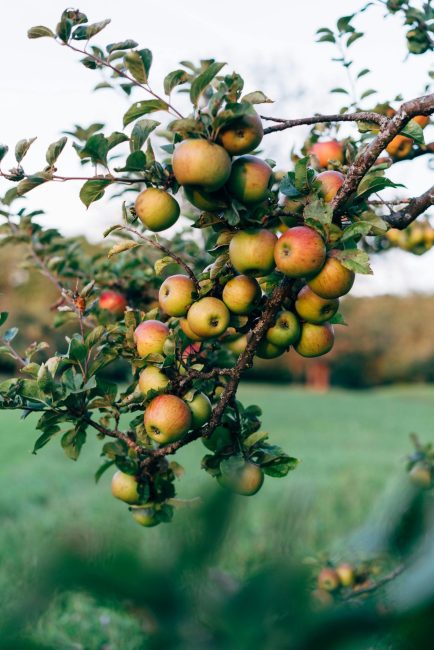 An apple tree branch