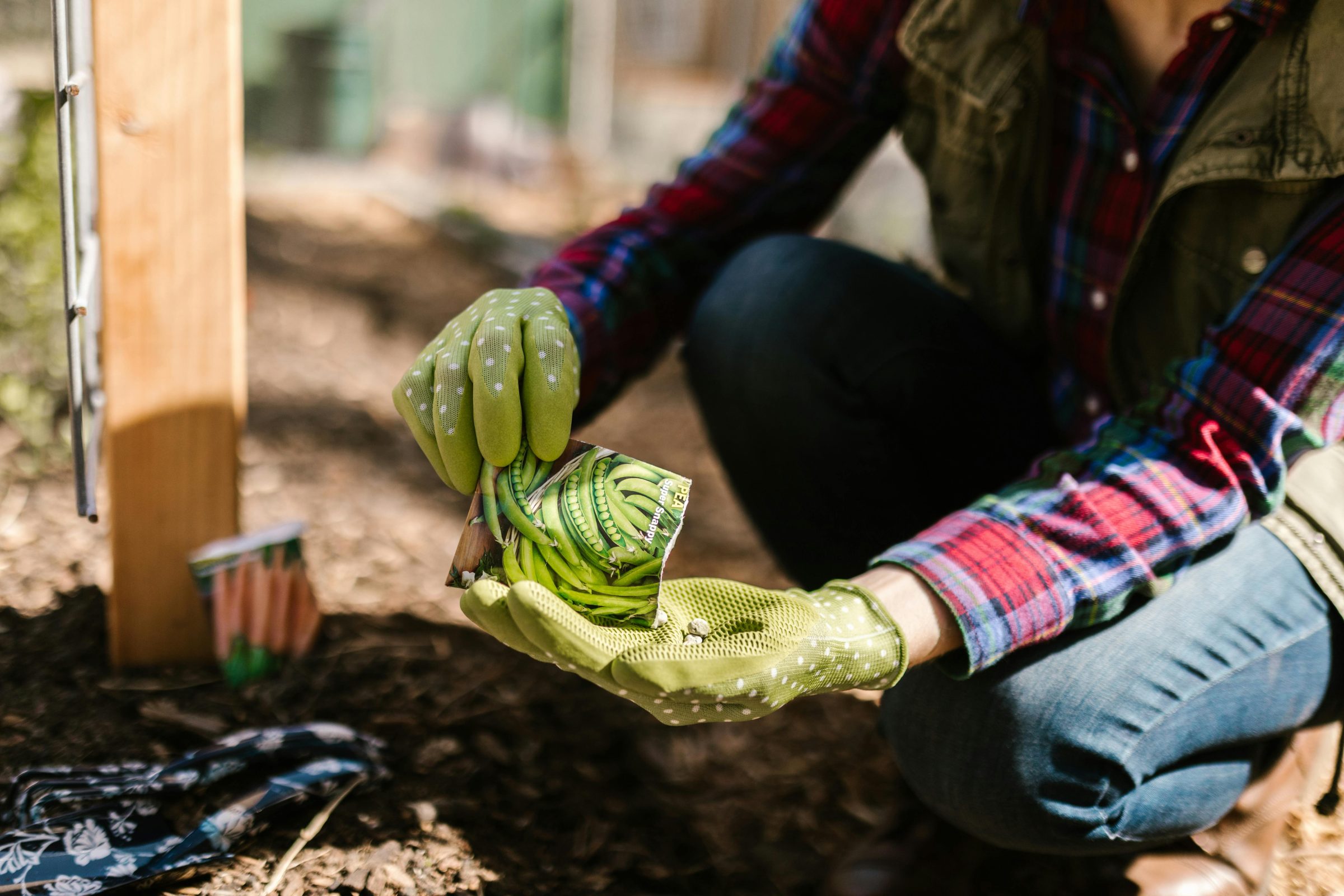 A gardener plants snap pea seeds
