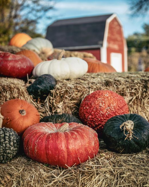 Pumpkins with barn in background